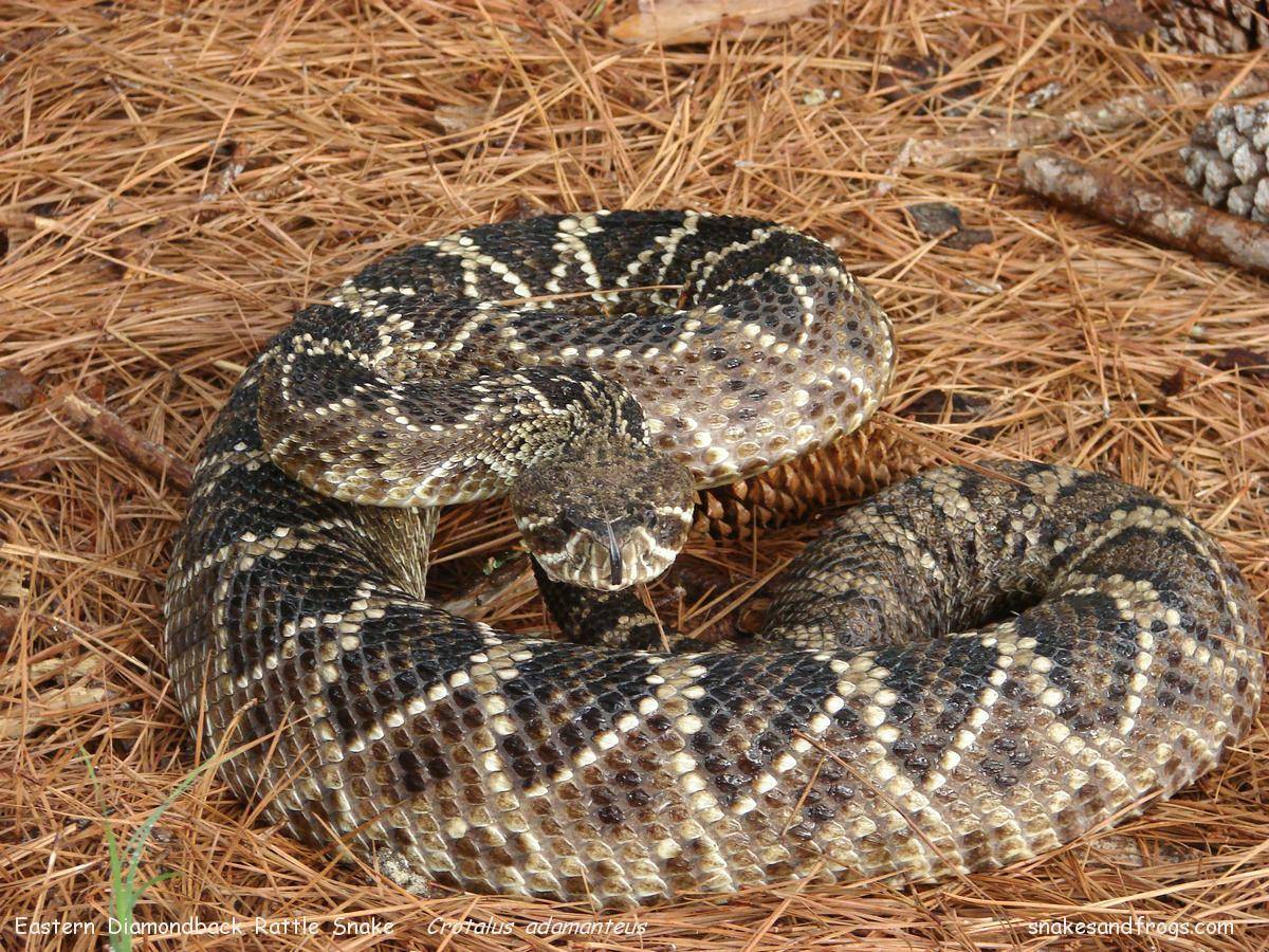 FirstAid For A Snake Bite  Mobal