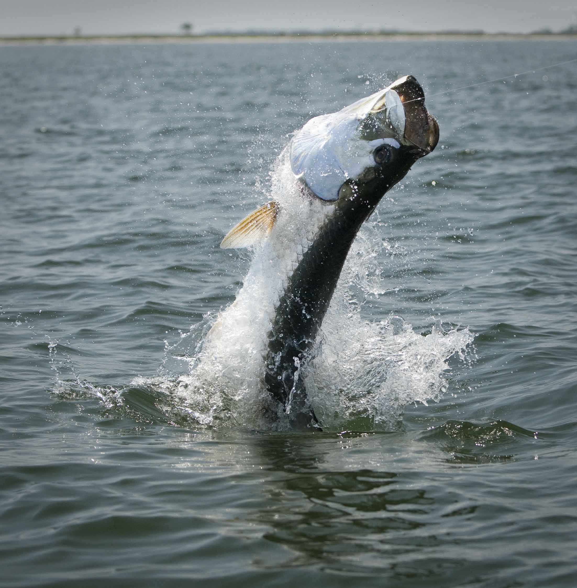 Florida-Keys-Fishing.jpg